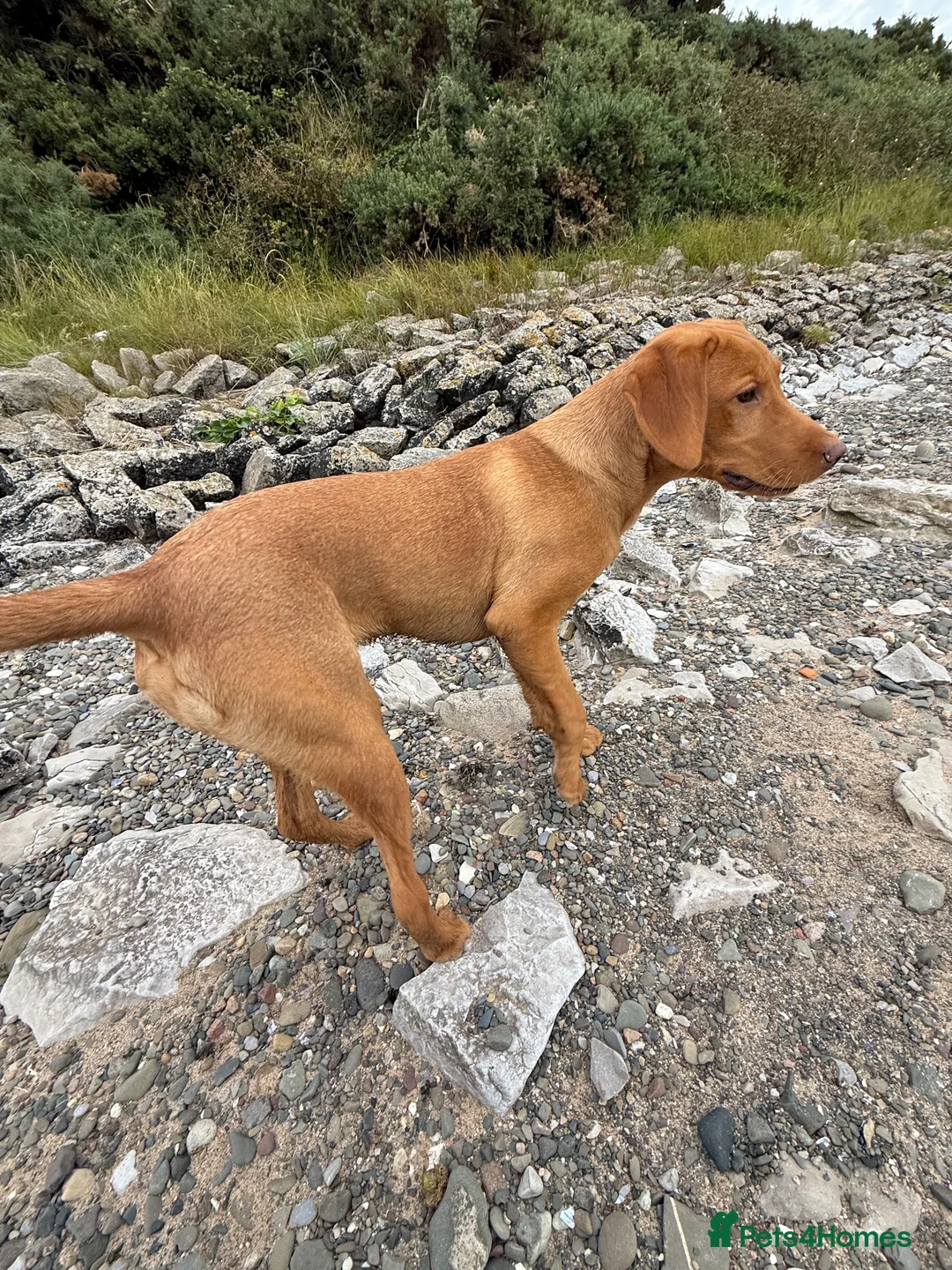 Labrador Retriever dogs for sale: Labrador Retriever (Tilly) in Poulton-le-Fylde - Advert 5