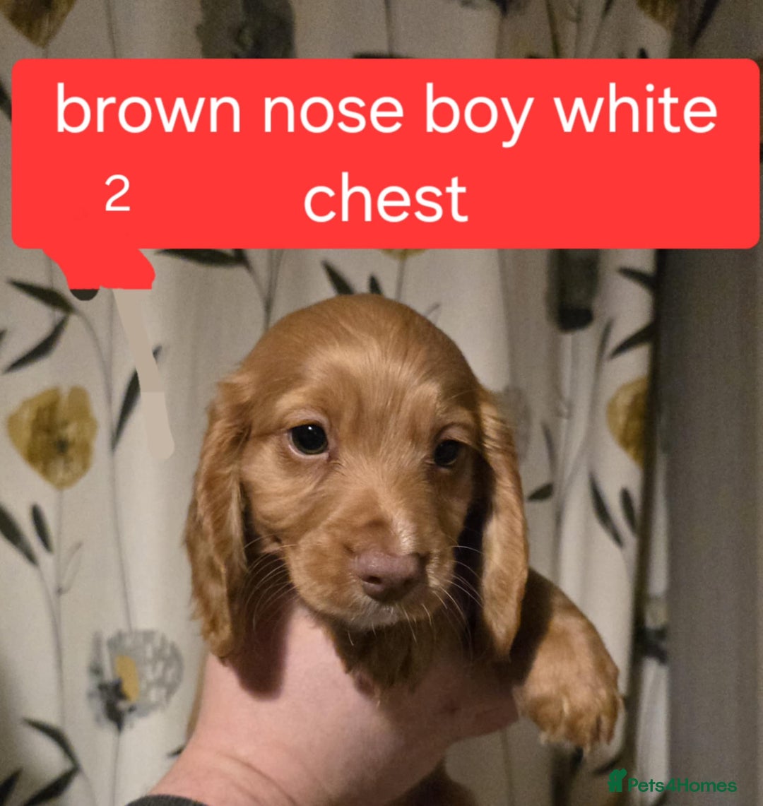 Cocker Spaniel dogs for sale: Cocker spaniel puppies  - Advert 4