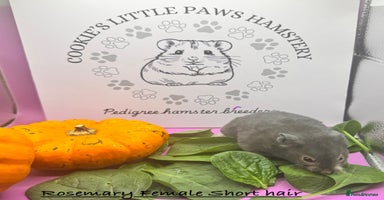 Hamster rodents - Advert 4