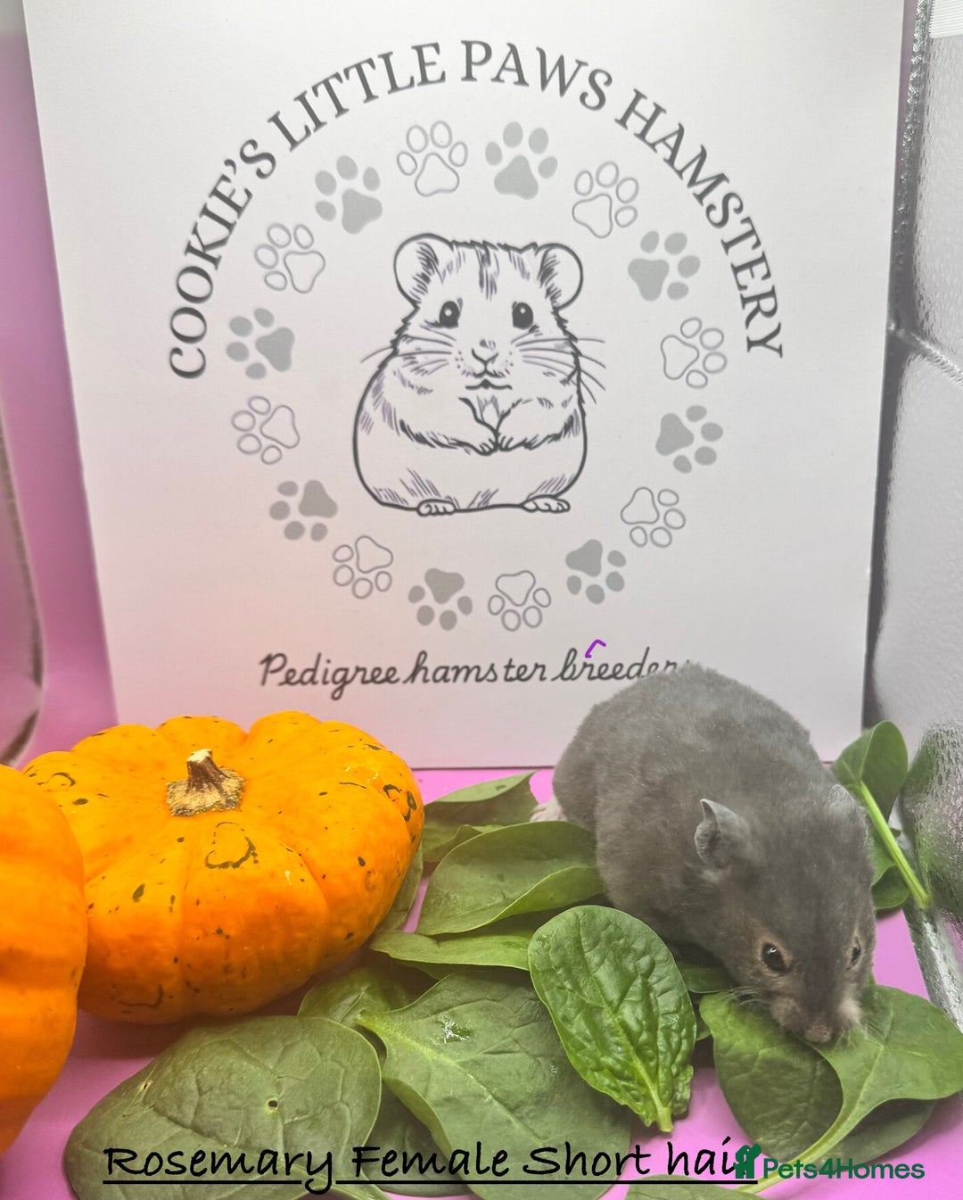 Hamster rodents for sale: Pedigree Syrian hamsters  - Image 2