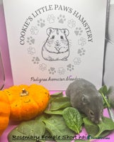 Hamster rodents - Advert 4