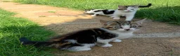 Mixed Breed cats for sale: Lovely playful kittens looking for a new home  - Advert 9