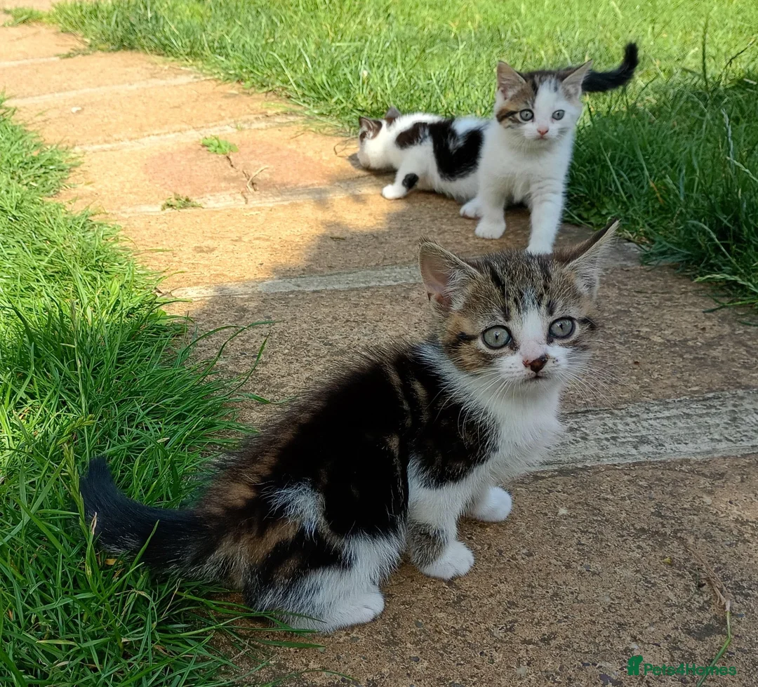 Mixed Breed cats for sale: Lovely playful kittens looking for a new home  - Advert 9