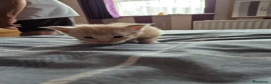 Maine Coon 2