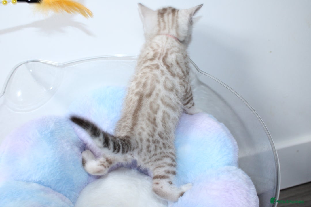 Bengal cats for sale: 😻OUTSTANDING SHOW BENGALS. SHOW WINNING PARENTS🏆 - Image 11