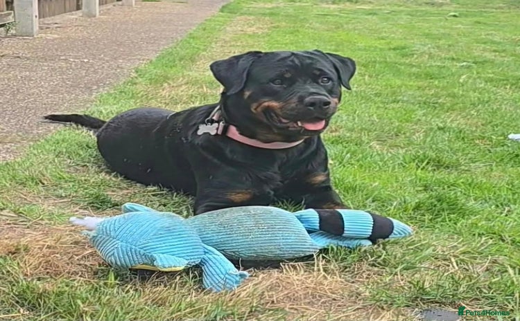 Rottweiler dogs - Advert 14