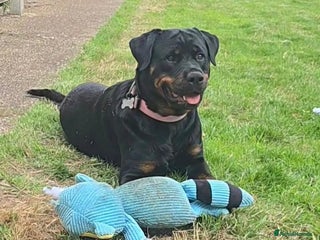 Rottweiler dogs - Advert 9