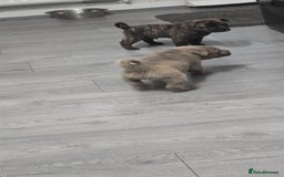 Mixed Breed dogs for sale: Chaffy puppies Chow x Staffy - Advert 8