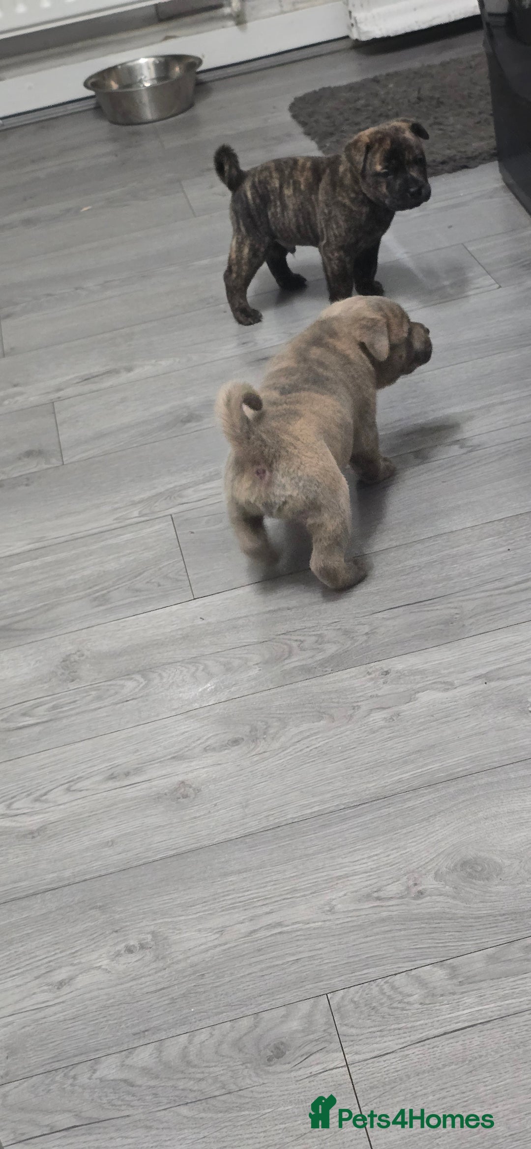 Mixed Breed dogs for sale: Chaffy puppies Chow x Staffy - Advert 8