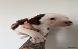 Mixed Breed dogs for sale: Litter of 9 healthy pups  - Image 14