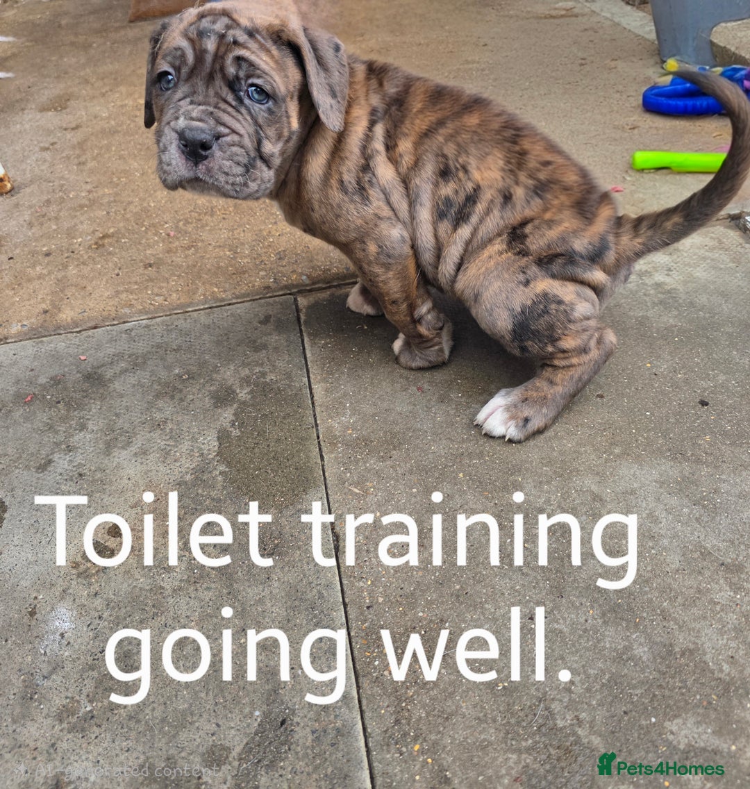 Boxer dogs for sale: Very unusual & Rare Boxer cross - Advert 20