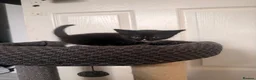 Domestic Shorthair cats for sale: 4 beautiful baby’s ready for there home - Advert 10