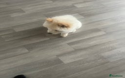 Chow Chow dogs for stud: Chow chow  in Waltham Abbey - Image 3
