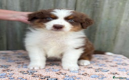 Australian Shepherd dogs for sale: Beautiful pedigree Australian Shepherd puppies - Image 11