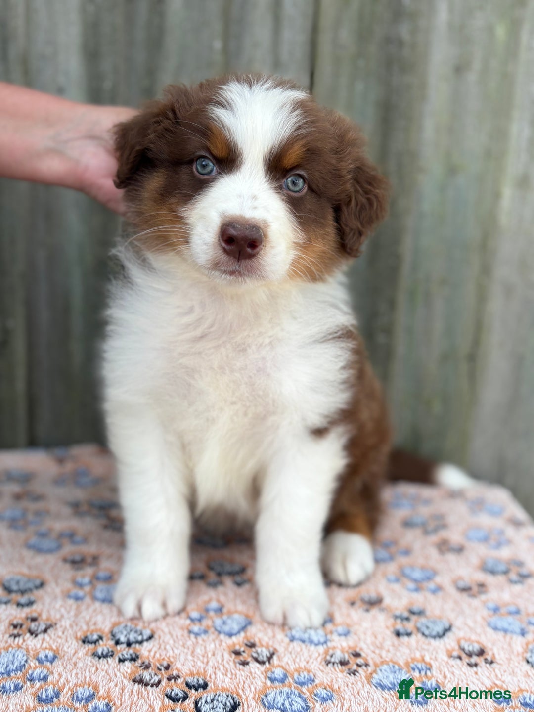 Australian Shepherd dogs for sale: Beautiful pedigree Australian Shepherd puppies - Image 11