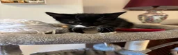 Mixed Breed cats for sale: 3  beautiful kittens - Advert 12