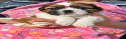 Shih Tzu dogs for sale: Beautiful Shih Tzu Puppies – Boys & Girls - Advert 26