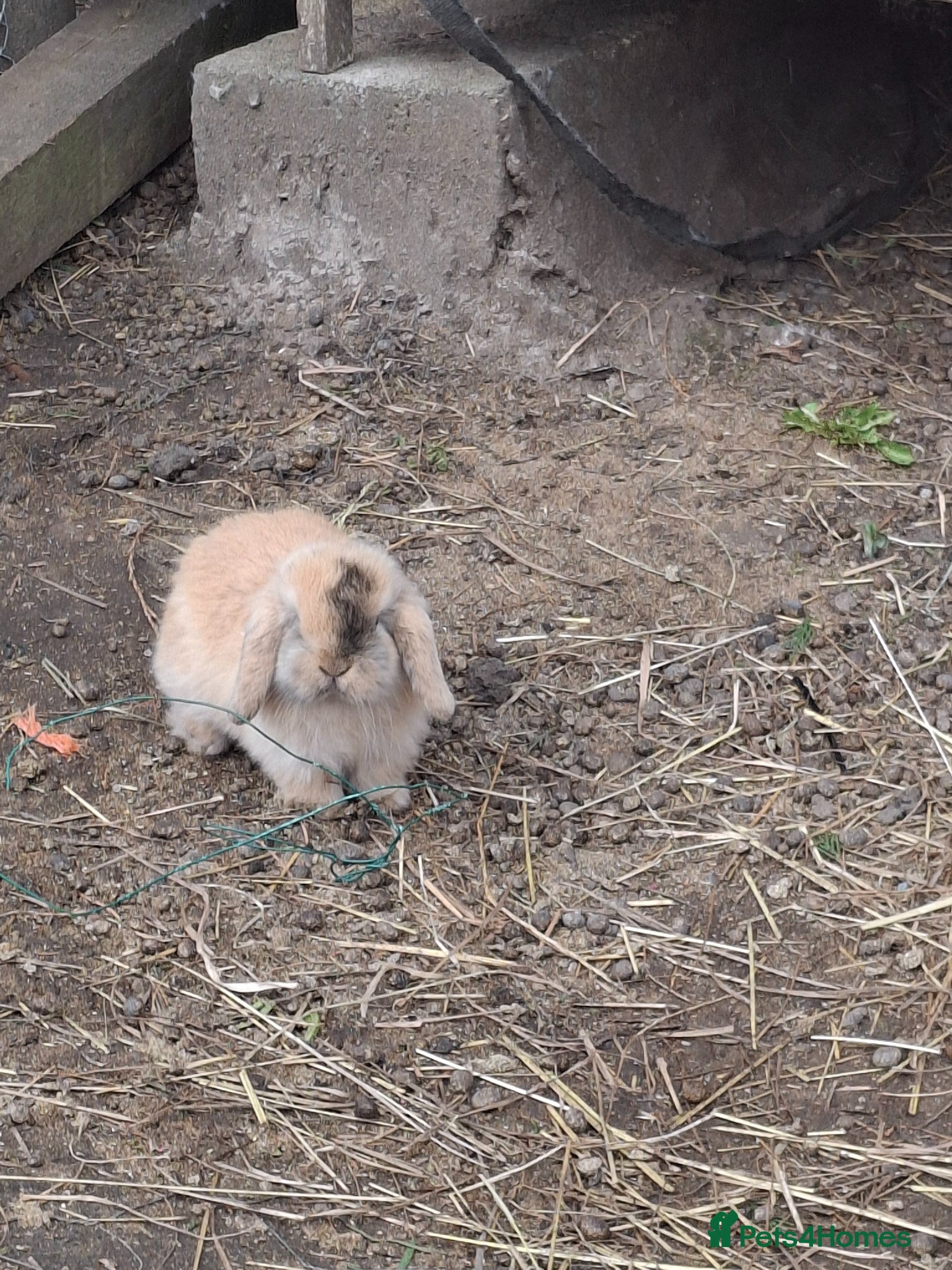 Mini Lop rabbits Beautiful Baby Mini Lops - Advert 2