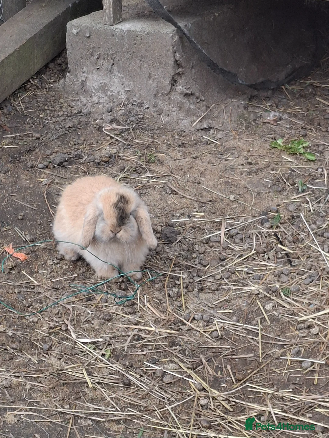 Mini Lop rabbits for sale: Beautiful Baby Mini Lops - Advert 2
