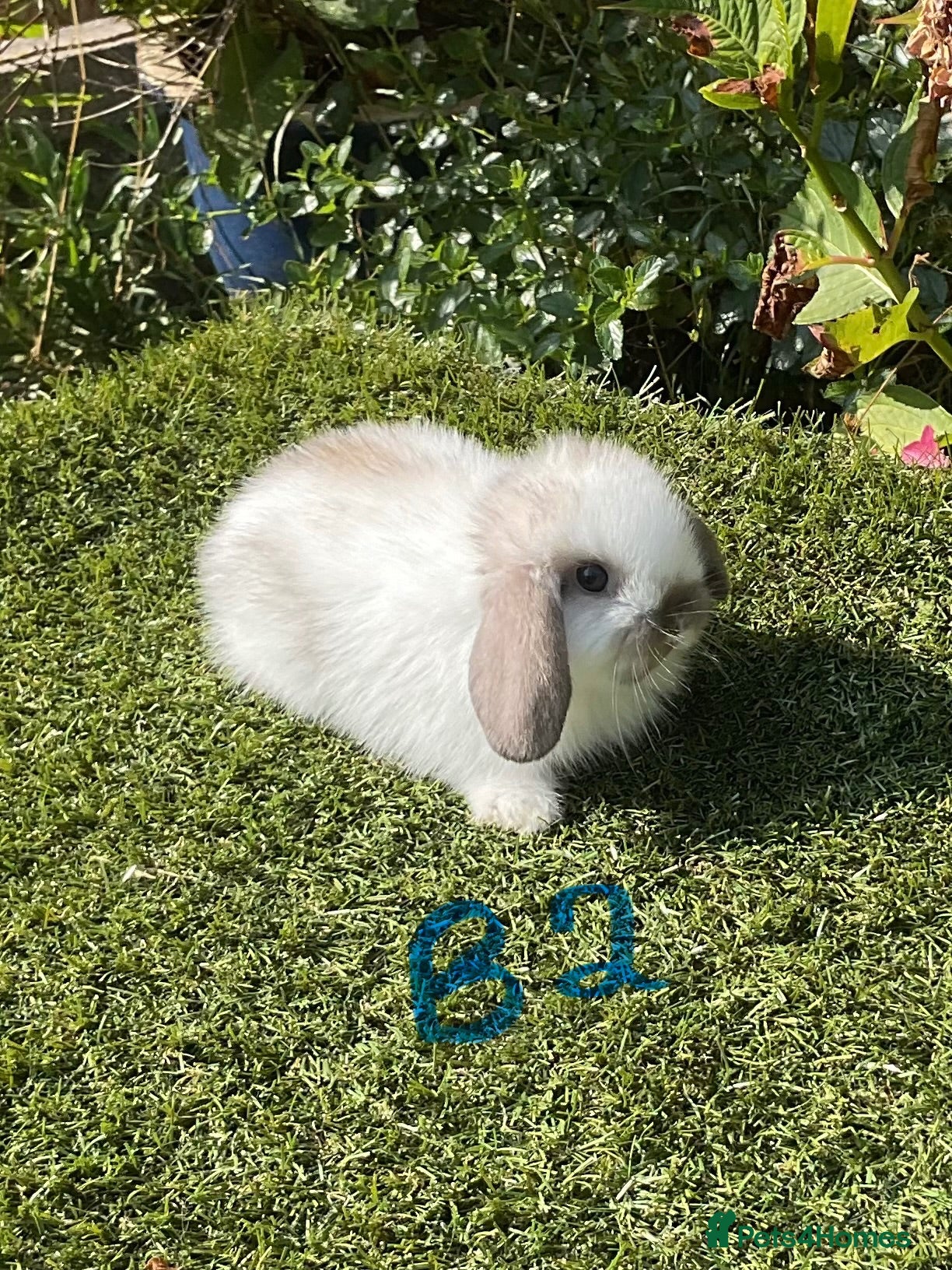 Mini Lop rabbits Pure bred mini lops . - Advert 1