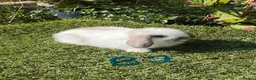 Mini Lop rabbits for sale: Pure bred mini lops . - Advert 5