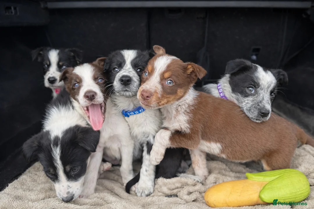 Border Collie dogs for sale: Border Collie Puppies  - Advert 1