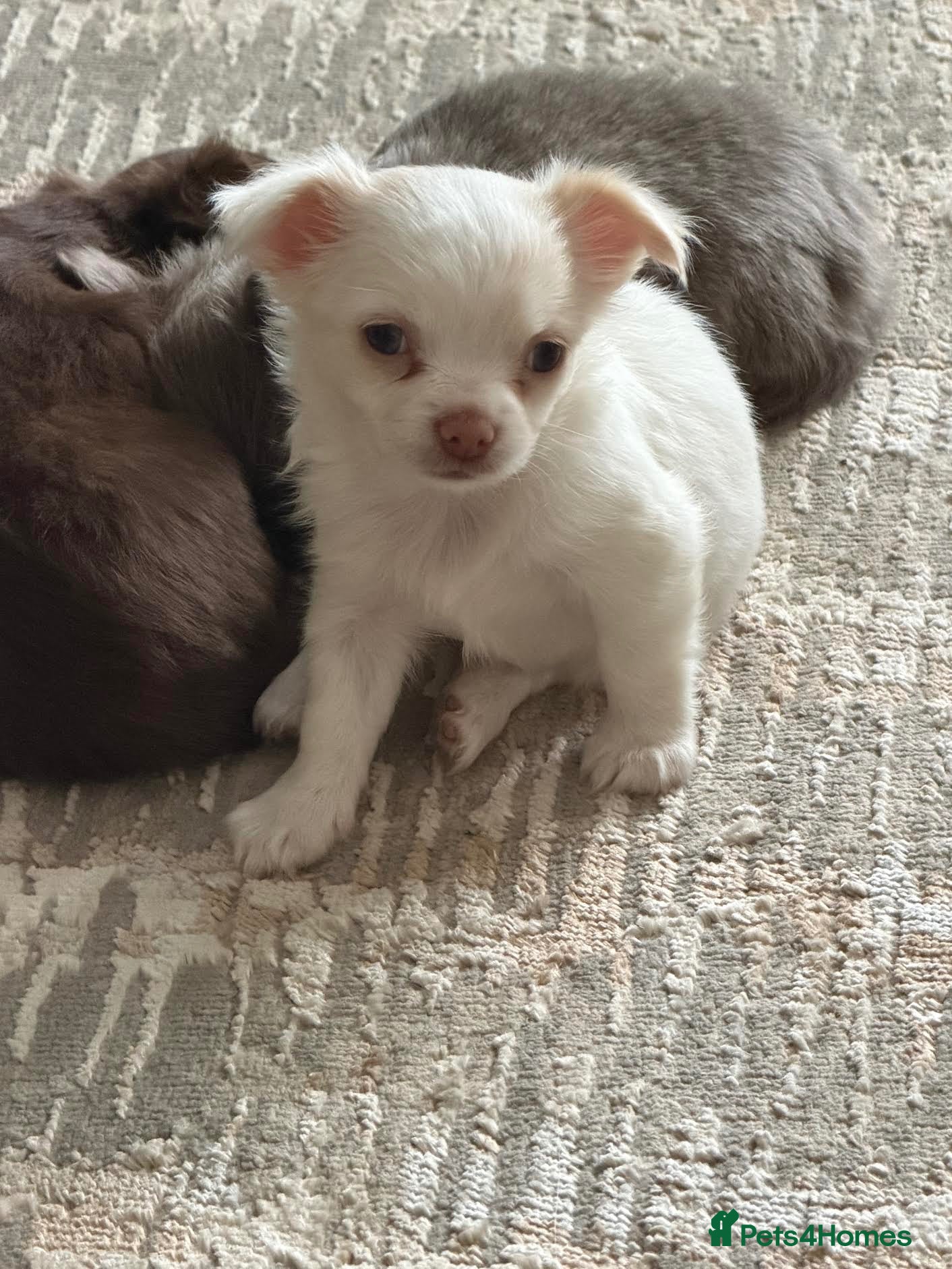 Chihuahua dogs 3/4 Russian Cream & Red Long Haired Chihuahua Girl - Advert 6