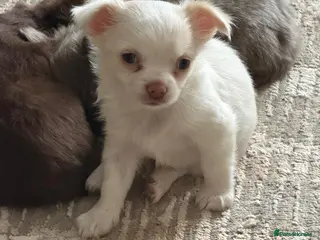 Chihuahua dogs 3/4 Russian Cream & Red Long Haired Chihuahua Girl - Advert 1