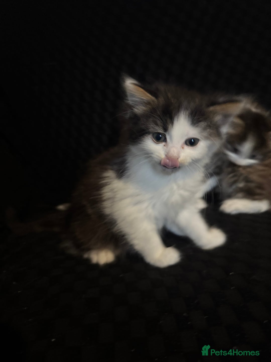 Mixed Breed cats for sale: Part Maine coon kittens - Advert 26