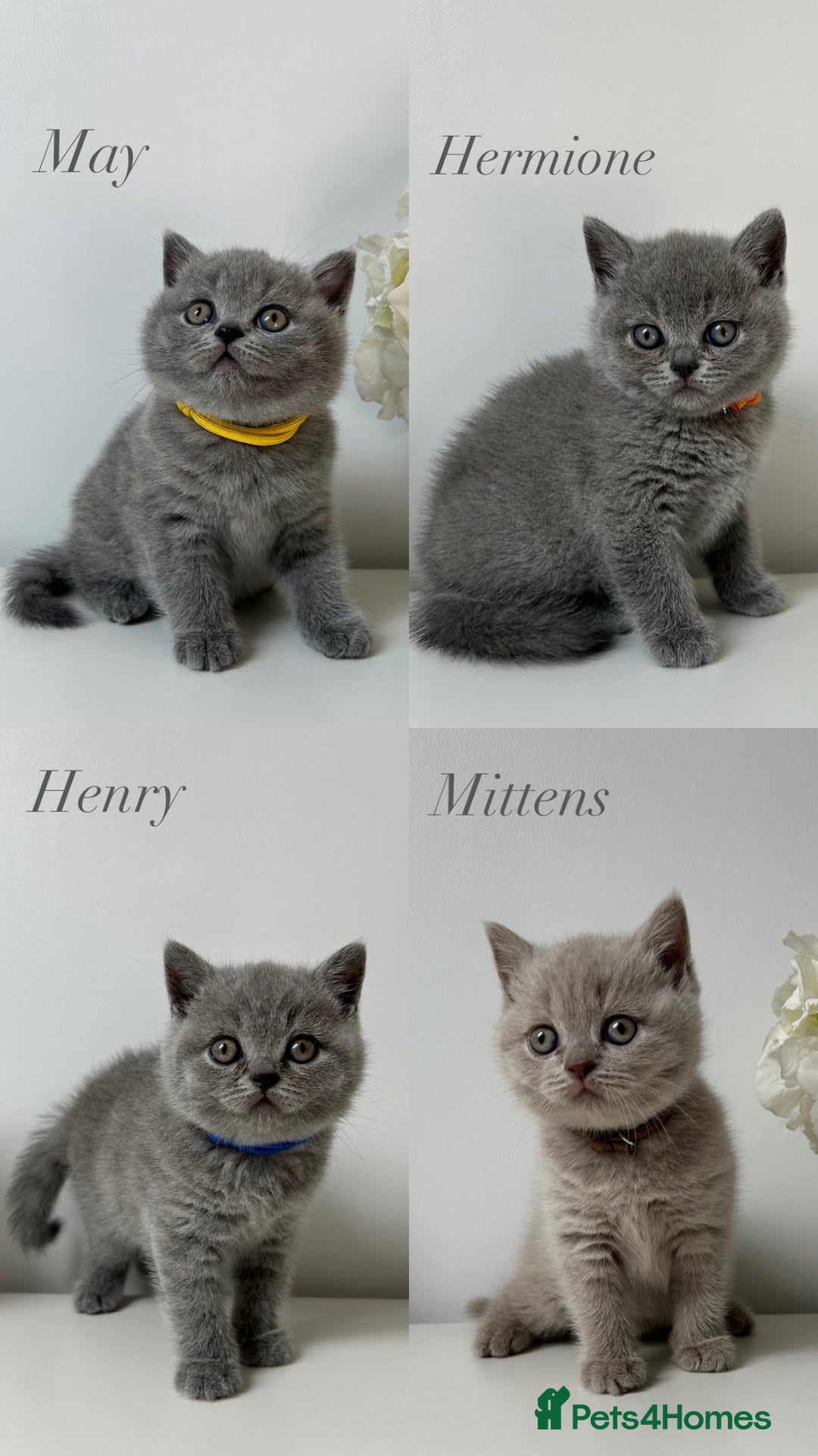 British Shorthair cats for sale: Charming GCCF British Shorthair Kittens 🐈‍⬛  - Image 13