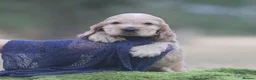 Cocker Spaniel dogs for sale: Quality show type puppies by Mango  - Advert 27