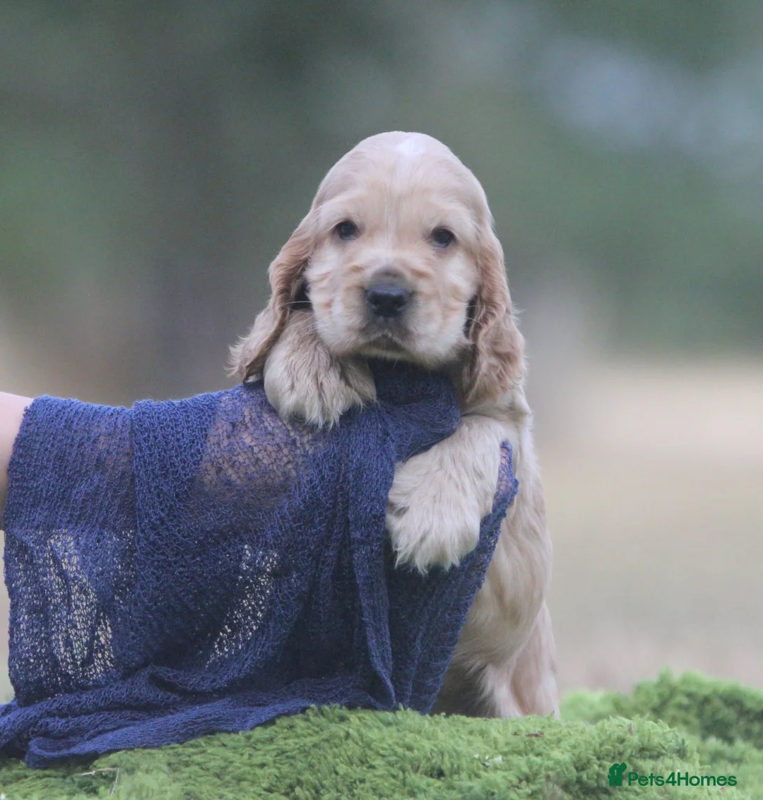 Cocker Spaniel dogs for sale: Quality show type puppies by Mango  - Advert 27