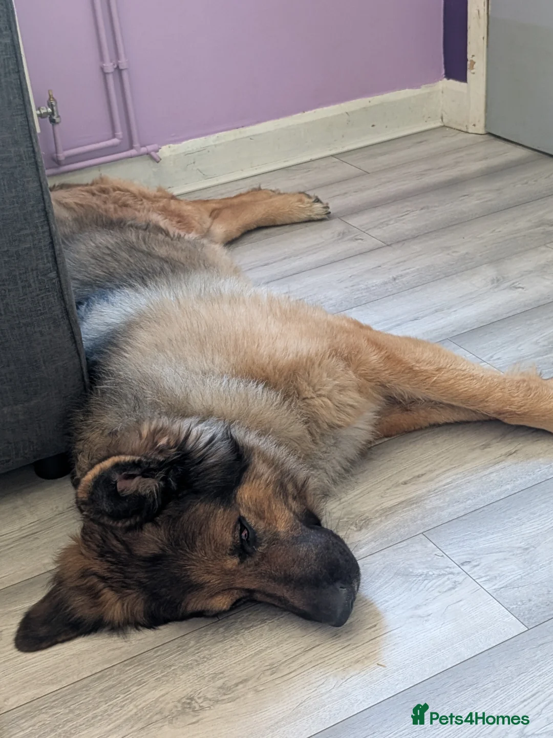 Mixed Breed dogs for sale: Rottweiler cross Caucasian Shepherd in Woodbridge - Advert 5