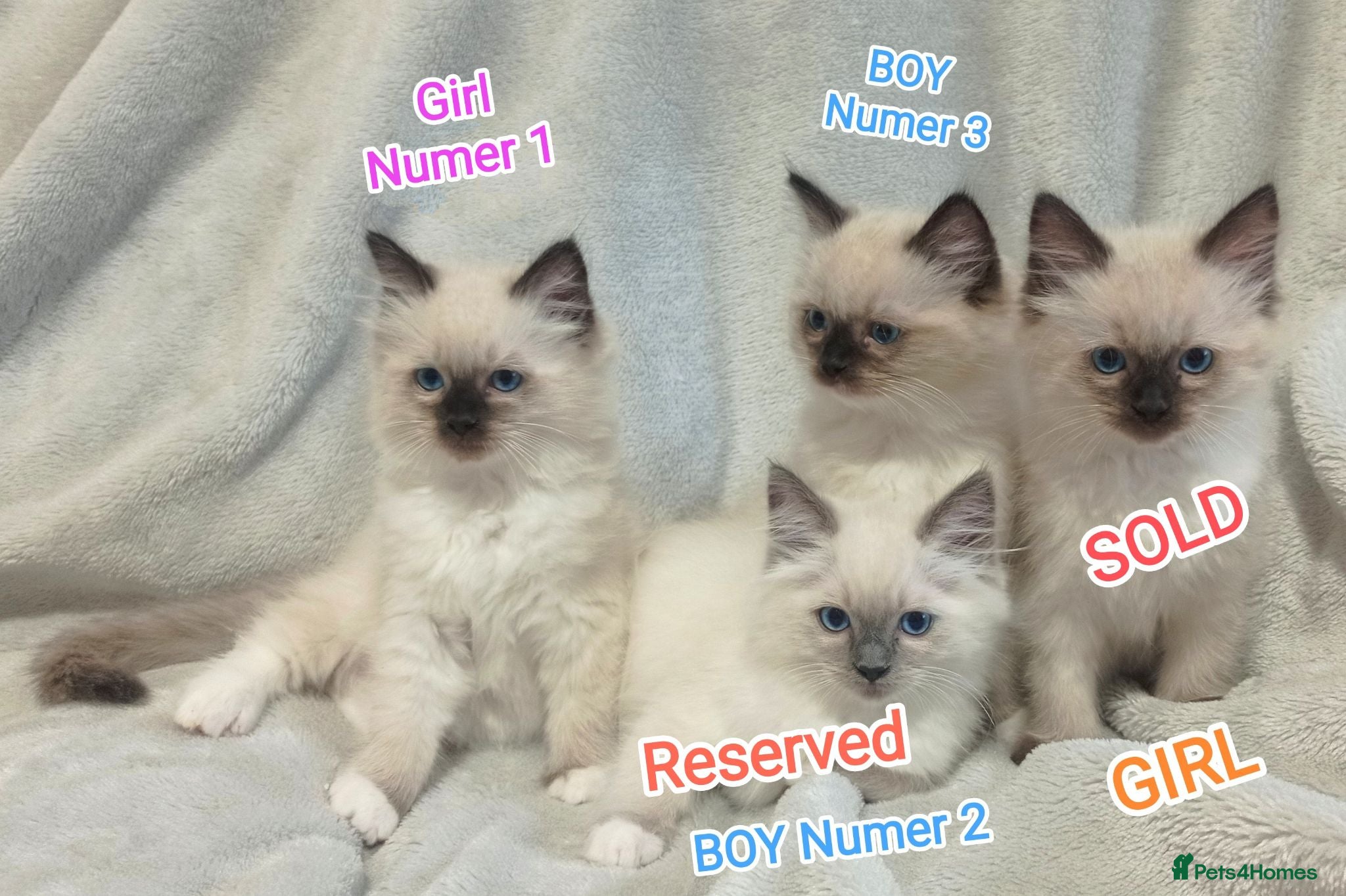 Ragdoll cats Beautiful Ragdoll Kittens Looking for Loving Homes - Advert 10
