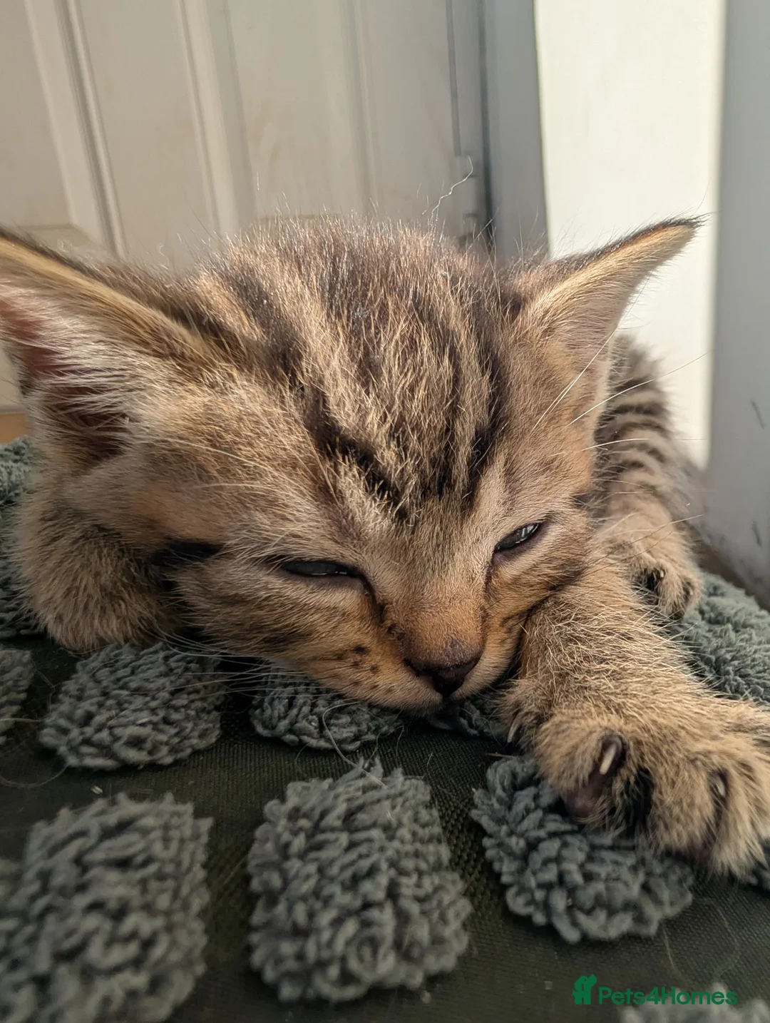 British Shorthair cats for sale: British short hair Savannah X  - Advert 30