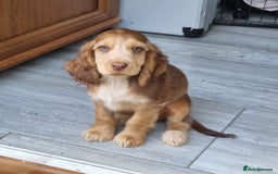 Cocker Spaniel dogs for sale: Gorgeous Chocolate & Sable Show Cocker Pups Ready - Image 35