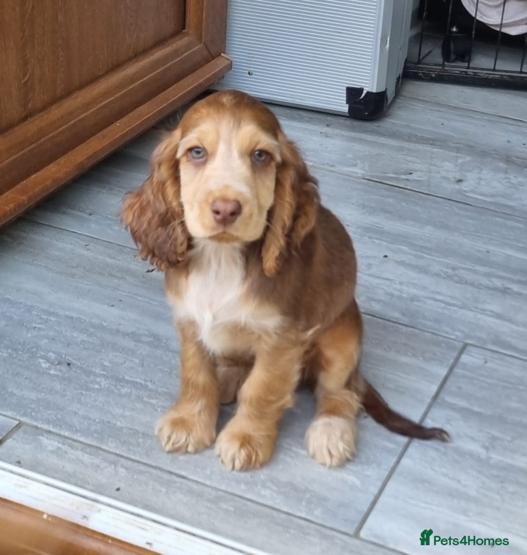 Cocker Spaniel dogs for sale: Gorgeous Chocolate & Sable Show Cocker Pups Ready - Image 35