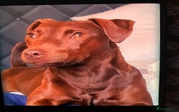 Patterdale Terrier dogs for sale: chocolate patterdale terriers  - Image 13