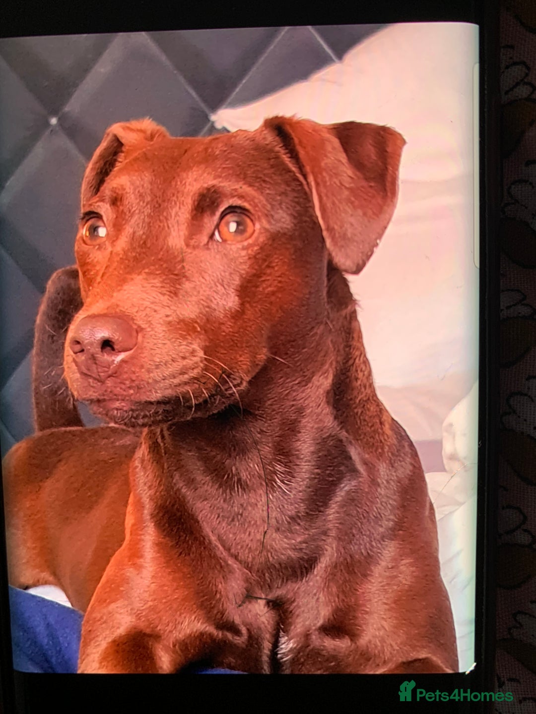 Patterdale Terrier dogs for sale: chocolate patterdale terriers  - Image 13