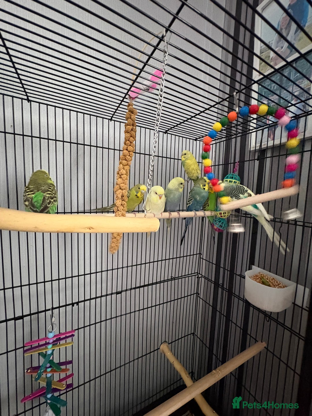 Budgerigars birds for sale: Budgies  - Advert 12