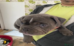 Olde English Bulldogge dogs for sale: 2 male gorgeous Ild English Bulldogs - Image 7