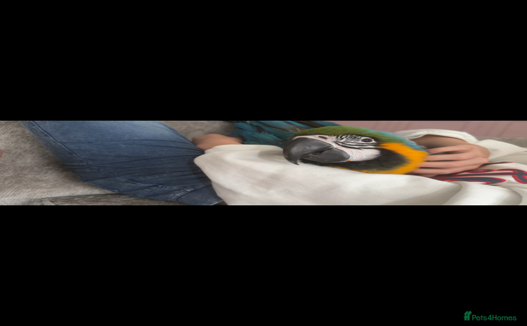 Macaws birds - Advert 1