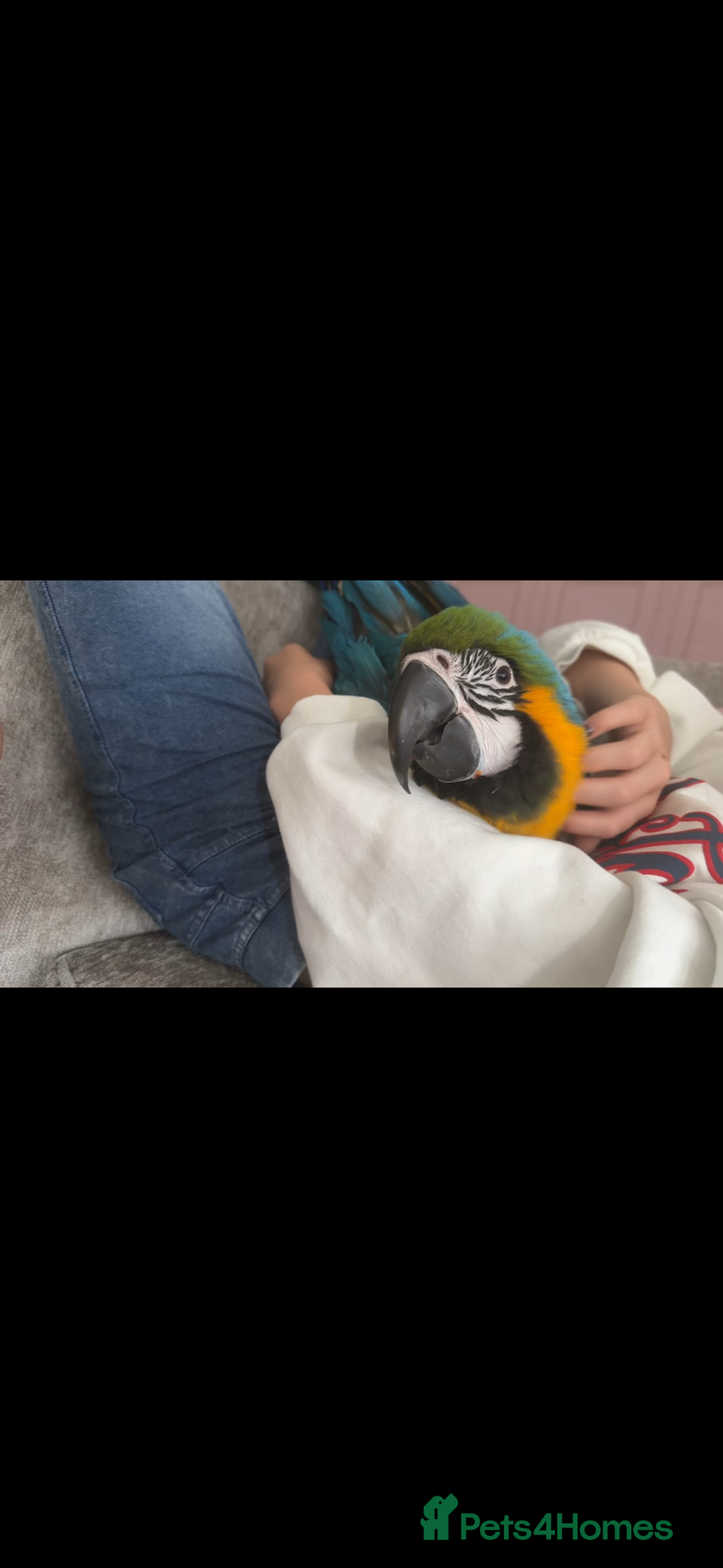 Macaws birds for sale: Blue and gold baby macaw - Image 1