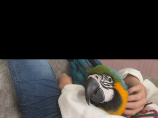 Macaws birds - Advert 4