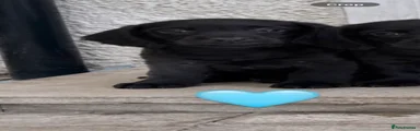 Doxiepoo 6