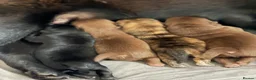 Chow Chow dogs for sale: Chowski puppies  - Advert 21
