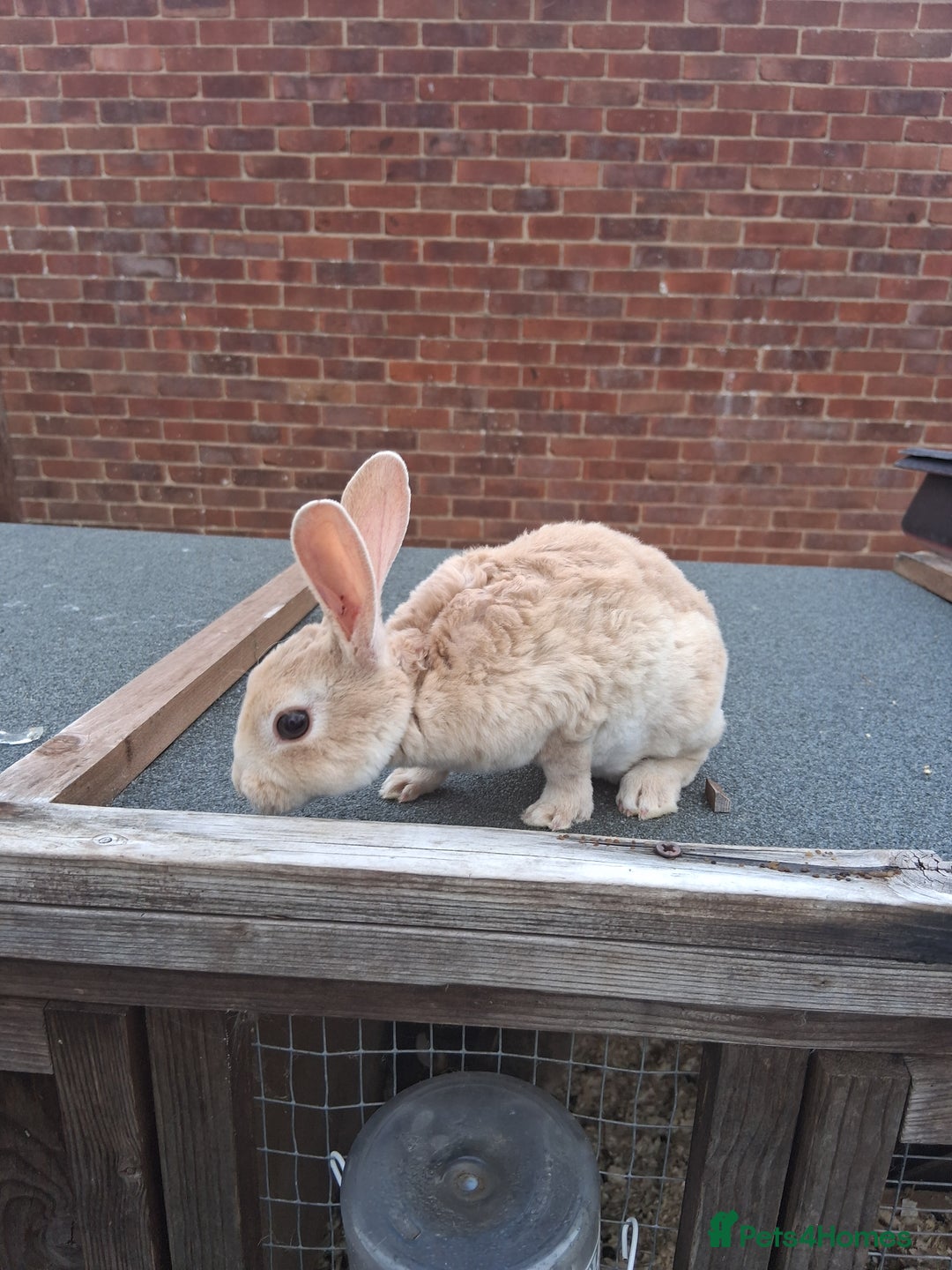 Mixed Breed rabbits for sale: Taka and Bobby - Image 13