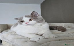 British Shorthair cats for sale: Breeding Boy. Blood Group B - Image 17