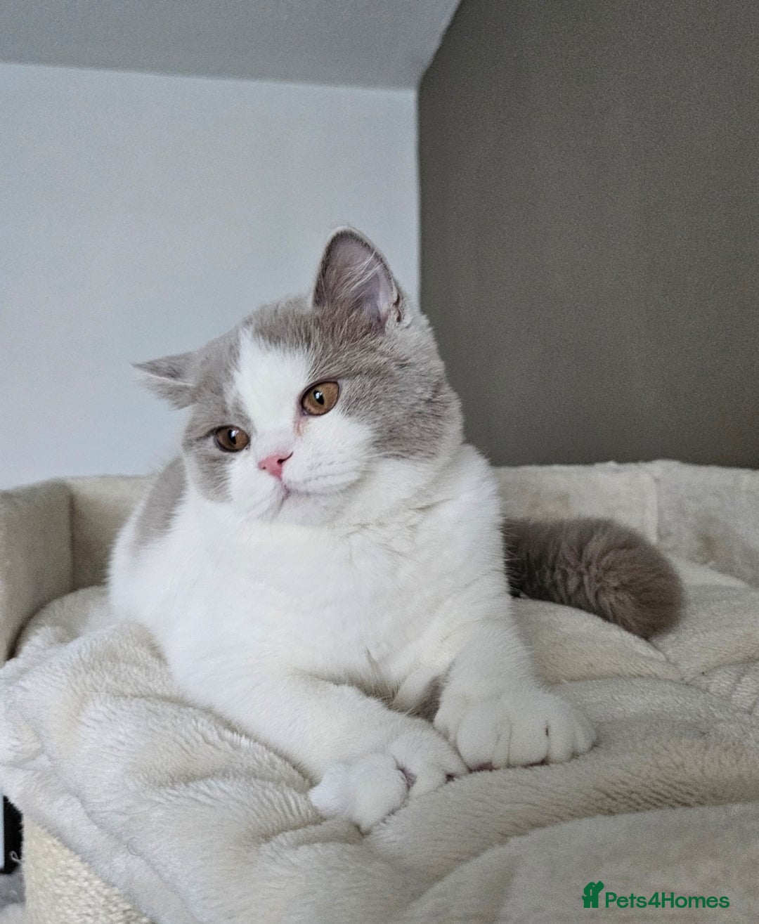 British Shorthair cats for sale: Breeding Boy. Blood Group B - Image 17