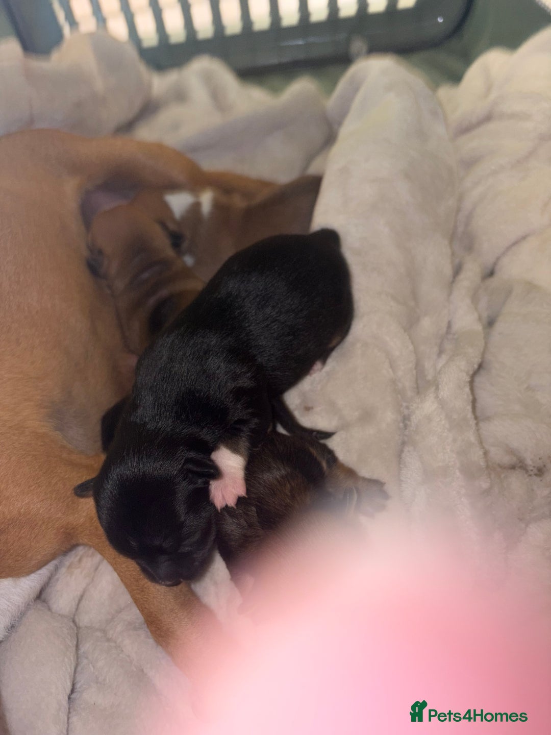 Chihuahua dogs for sale: chihuahua puppies for sale  - Image 3